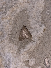 Hypsopygia planalis