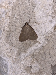 Hypsopygia planalis