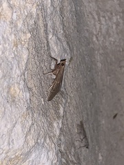 Hypsopygia planalis