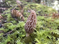 Morchella norvegiensis