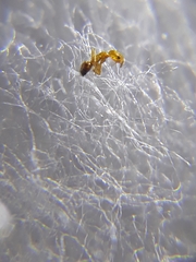 Plagiolepis alluaudi