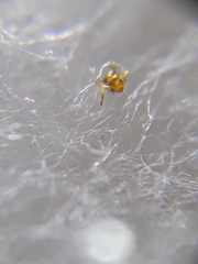 Plagiolepis alluaudi