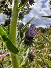 Echium lusitanicum