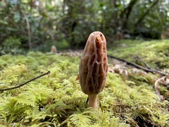 Morchella norvegiensis