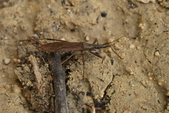 Pygolampis bidentata
