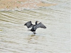 Phalacrocorax carbo