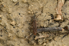 Pygolampis bidentata