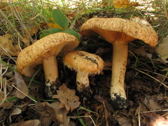Lactarius mairei