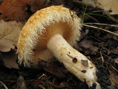 Lactarius mairei
