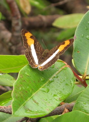 Adelpha plesaure