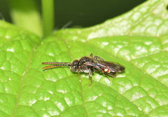 Nomada leucophthalma