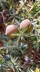 Juniperus macrocarpa