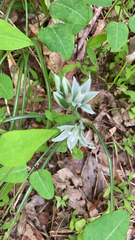 Ornithogalum nutans