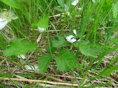 Rubus setosus