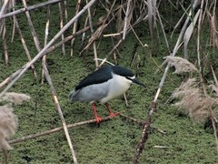 Nycticorax nycticorax
