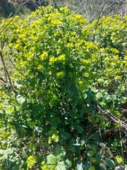 Euphorbia paniculata