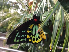 Ornithoptera