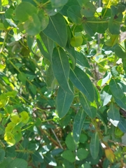 Euphorbia paniculata