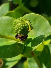 Euphorbia paniculata
