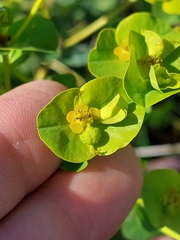 Euphorbia paniculata