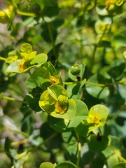 Euphorbia paniculata