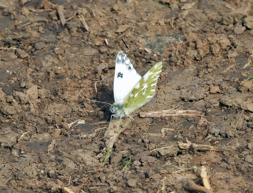 Eastern Bath White