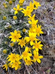 Nestotus stenophyllus