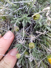 Nestotus stenophyllus