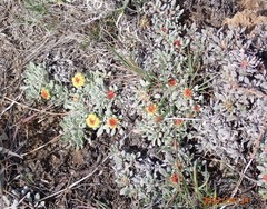 Eriogonum caespitosum