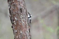 Dendrocopos leucotos