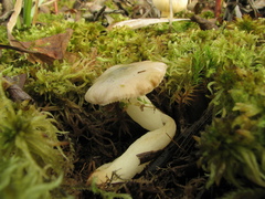 Russula nitida