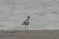 Pluvialis squatarola