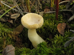 Russula nitida