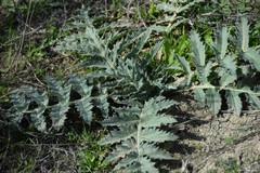 Cynara tournefortii