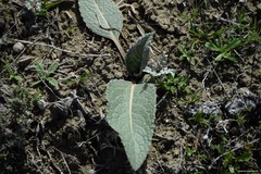 Leuzea conifera