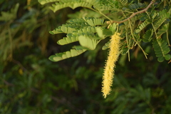 Pityrocarpa moniliformis