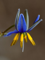 Dianella