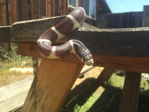 iNaturalist observation photo of California King Snake