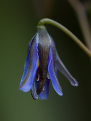 Dianella