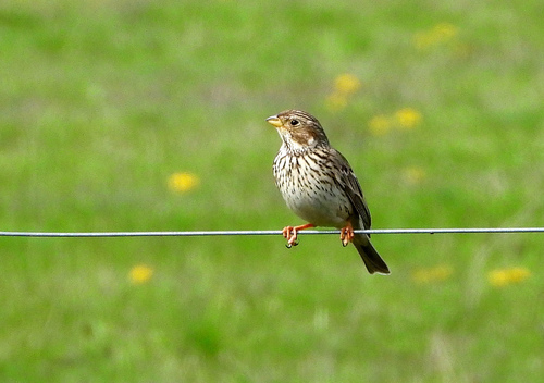 Corn Bunting