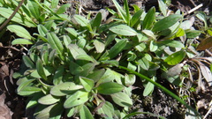 Myosotis sparsiflora