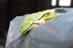 Hyla intermedia perrini