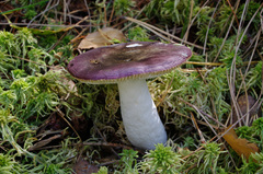 Russula violacea