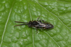 Nomada leucophthalma