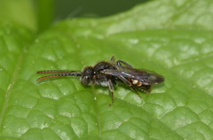 Nomada leucophthalma