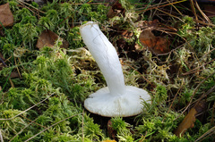 Russula violacea