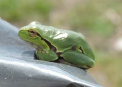 Hyla intermedia perrini
