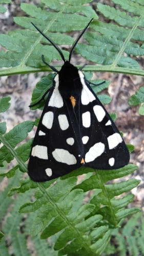 Écaille fermière