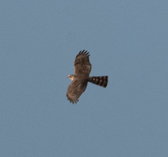 Accipiter ovampensis