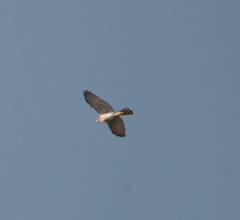 Accipiter ovampensis